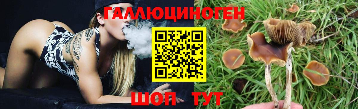 как найти закладки  Галлюциногенные грибы ЛСД  Оренбург  Вход с VPN  Псилоцибиновые грибы Psilocybine cubensis 